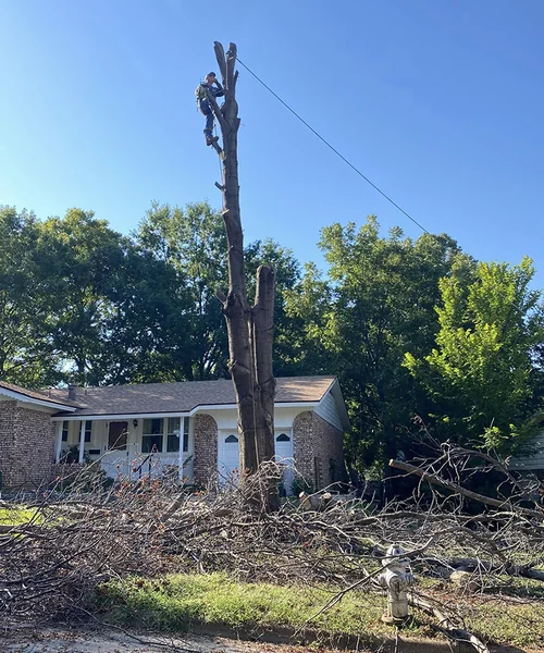 Tree Removal in Pantego 